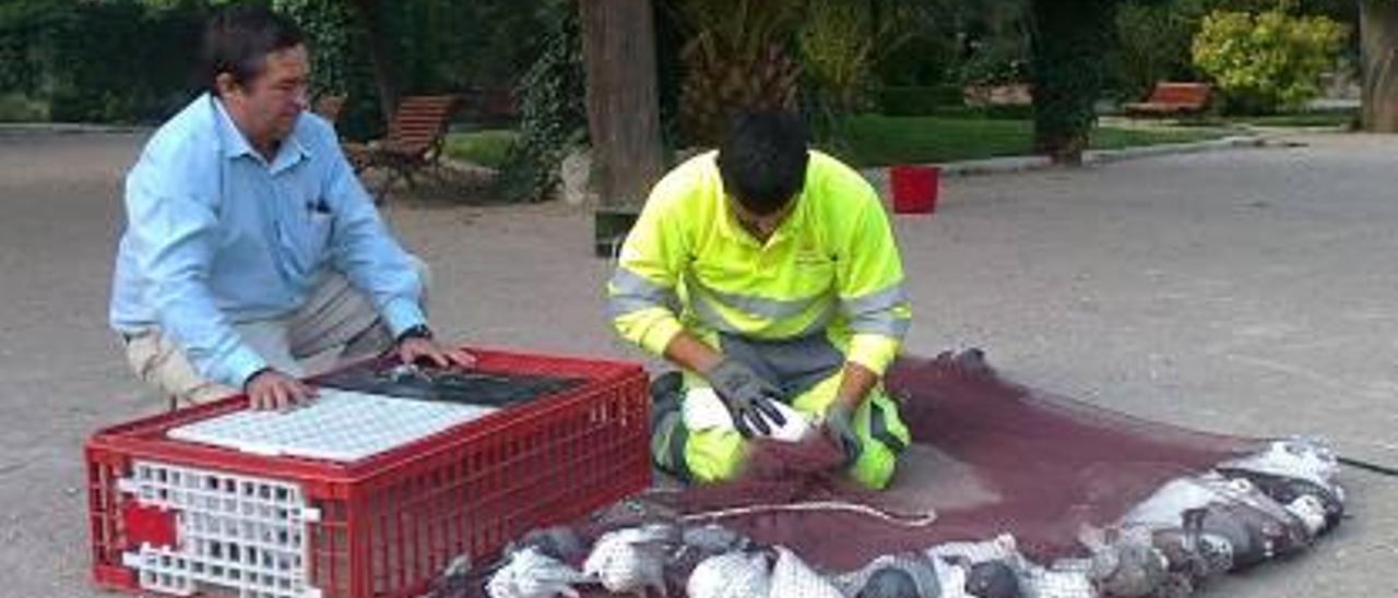 Dos operarios durante las tareas de captura de las palomas.