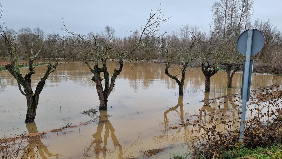 GALERÍA | La crecida del río Duero anega algunas zonas de Toro