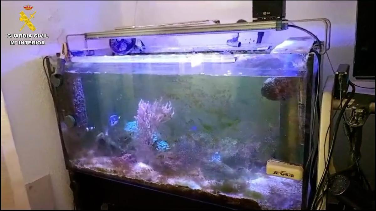Una de las especies intervenidas en una casa de Santa Cruz.