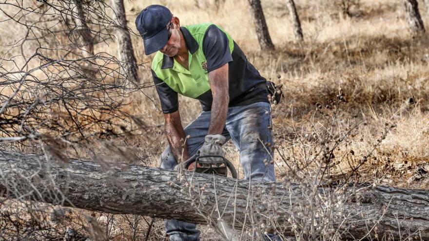 La Conselleria inicia la retirada de pinos secos en la sierra de Orihuela