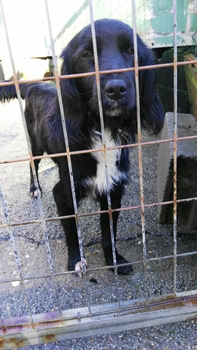 Cachorros abandonados en O Morrazo buscan un hogar