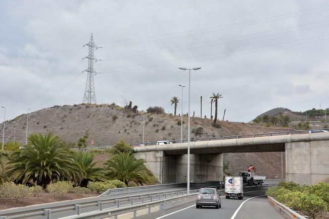 PALMERAL ENFERMO EN EL LAZO Y EL FONDILLO