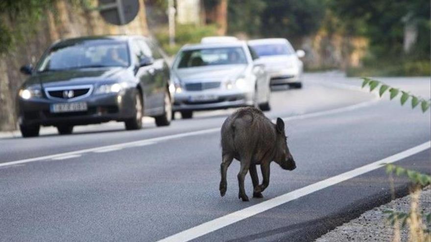 Los animales causan 22 accidentes de tráfico cada semana - El Periódico Extremadura