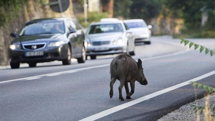 Los animales causan 22 accidentes de tráfico cada semana