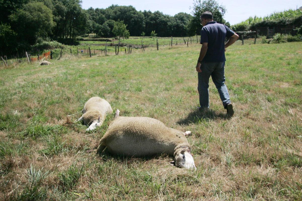 Ovejas muertas por el ataque del lobo en una finca de la parroquia de Breixa (Silleda).