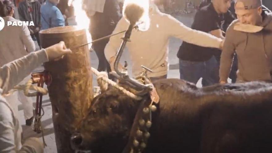 Odio en redes sociales por el vídeo de los toros embolados en Valencia