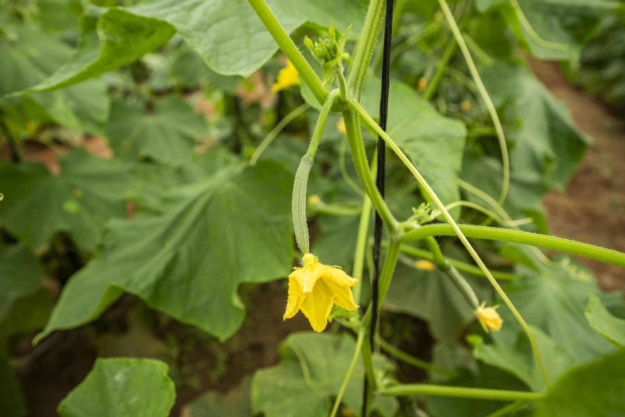 140 Aniversario de la Exportación del Tomate Canario