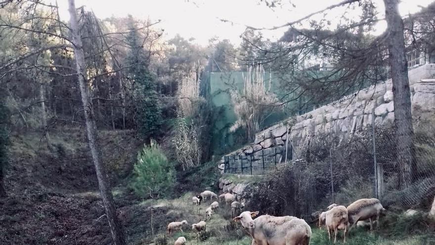 El ramat pasturant a la franja de l&#039;entorn del Serrat