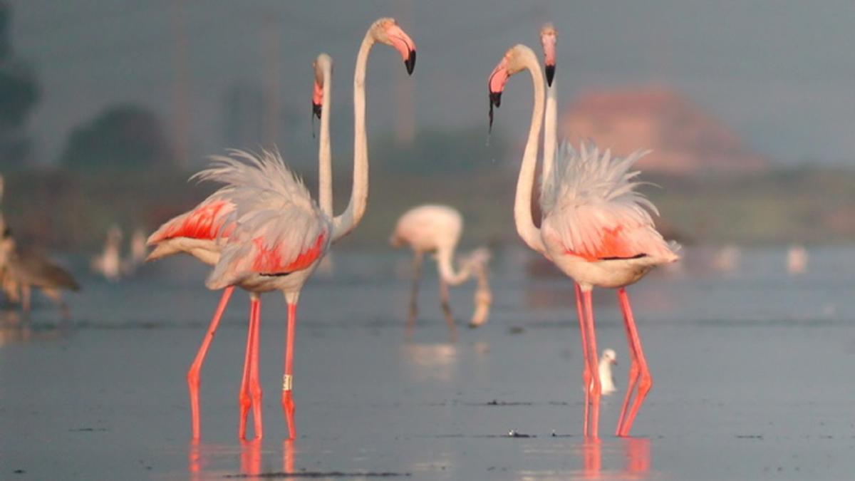 Pla general d'alguns exemplars de flamencs a la colònia del Delta de l'Ebre. imatge del 3 d'agost del 2020 (horitzontal) Parc Natural del Delta de l'Ebre ACN