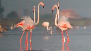 Flamencos en el delta del Ebre