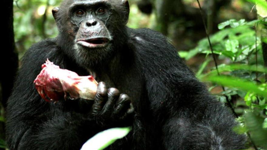 Un chimpancé adulto de sexo masculino sostiene en la mano una pieza de carne en el Parque Tai de Costa de Marfil. Según los antropólogos Cristina Gomes y Christophe Boesch, científicos del Instituto alemán Max Planck de Antropología Evolutiva, las chimpancés hembras entablan relaciones sexuales más frecuentes y durante mayor tiempo con machos que comparten con ellas su comida.