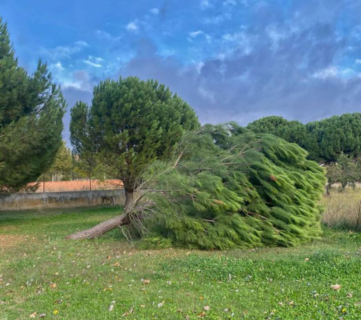 Un centenar de emergencias atendidas, con los bomberos desbordados por Kirk