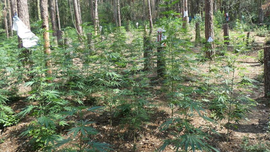 Intervenen a Albanyà més de 2.000 plantes de marihuana i 75 grams de cabdells, valorats en 600.000 euros