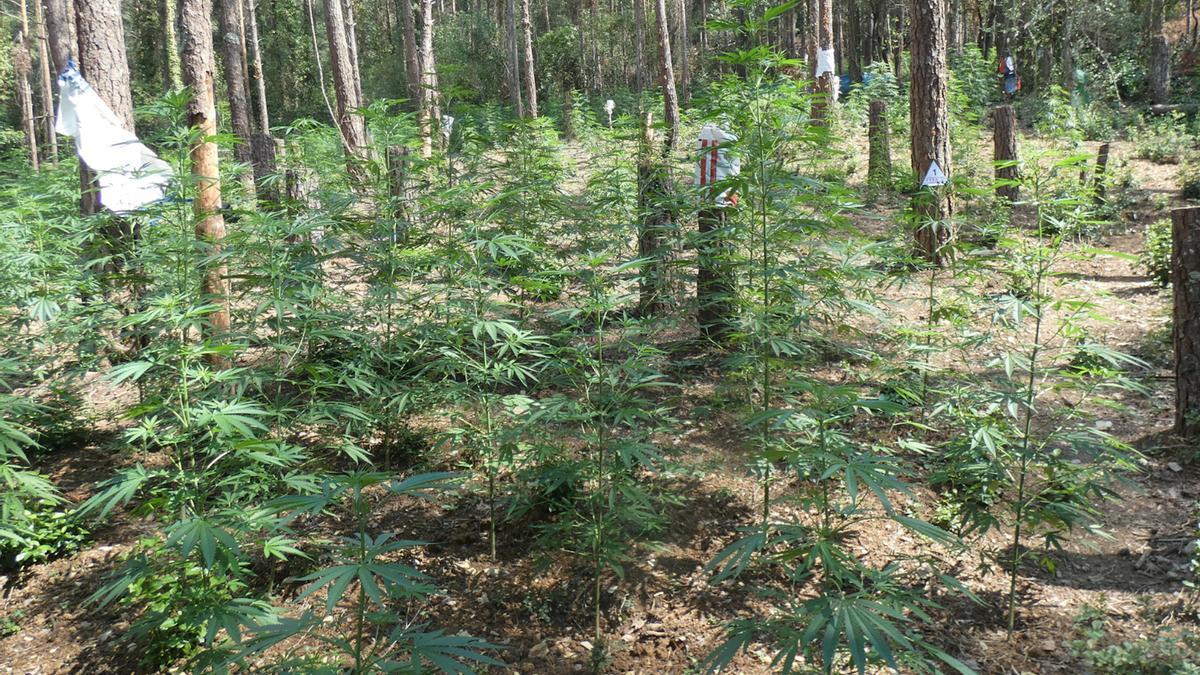 La plantació de marihuana ubicada en una zona boscos i aïllada d&#039;Albanyà