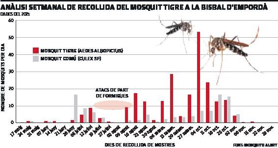 La Bisbal d’Empordà pren mesures contra 
el mosquit Tigre 