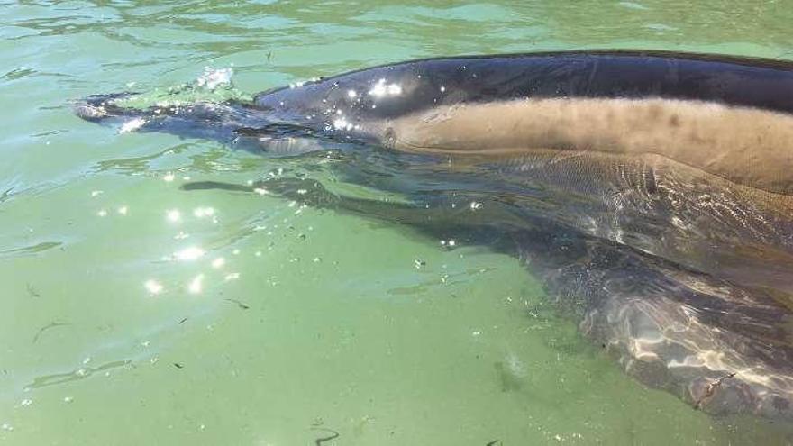 El delfín llevaba más de seis horas varado y presentaba diversas lesiones, según apreciaron los técnicos veterinarios. // Esther Pérez