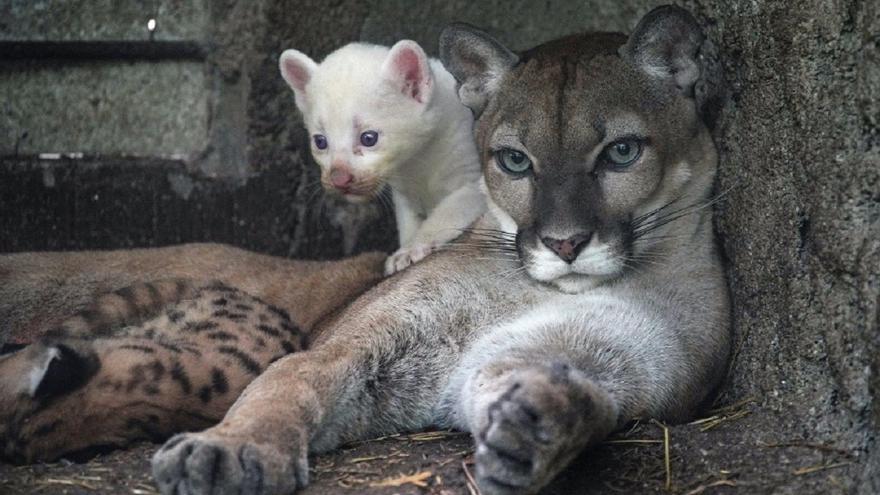 Así es el increíble puma albino nacido en Nicaragua: sólo hay 4 en el mundo