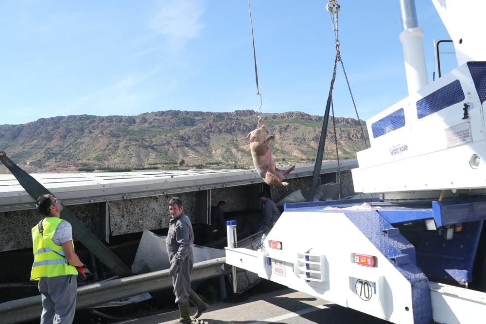 Un camión que transportaba cerdos vuelca en la A-7 a la altura de Alhama
