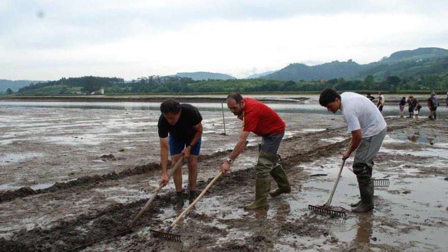 Un grupo de mariscadores, en una de las siembras de almeja.