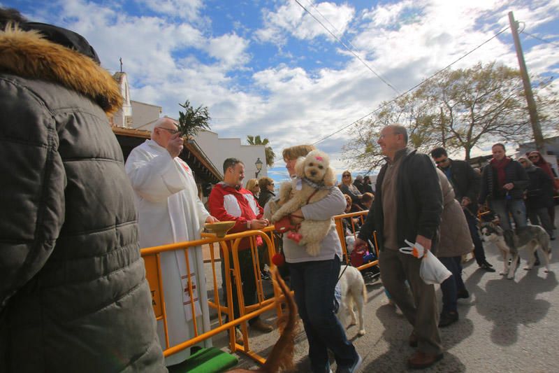 Benidición de animales en la Ermita de Vera y en la Punta