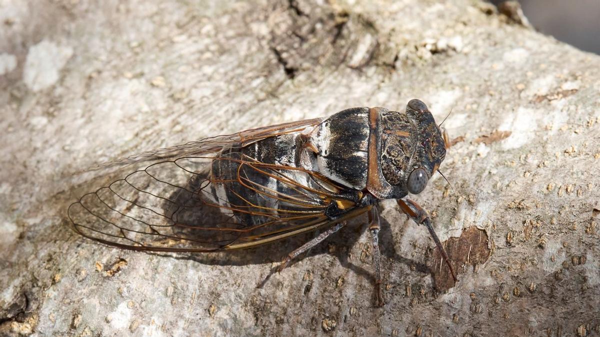CIGARRAS VERANO | ¿Por qué cantan las cigarras y por qué no las vemos?