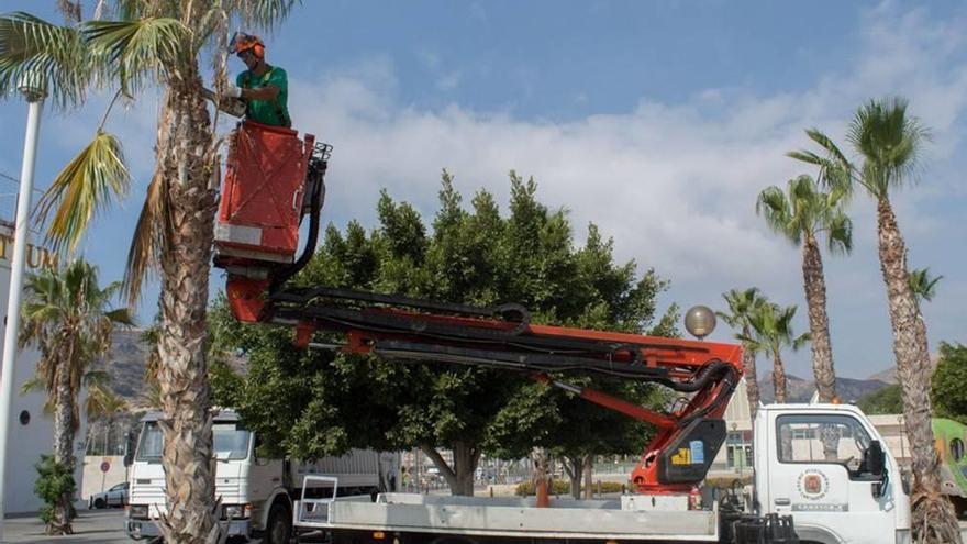 Infraestructuras poda más de 700 palmeras en todo el municipio