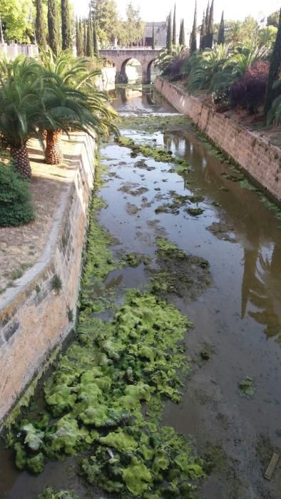 Quejas por la suciedad del Torrent de sa Riera