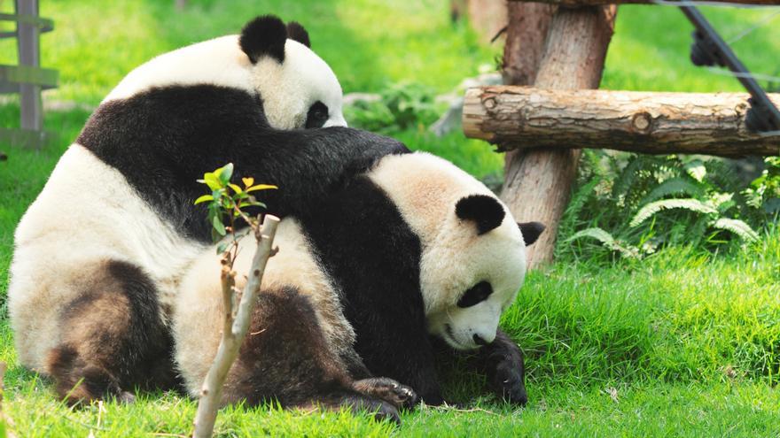 Tensión diplomática: el papel de los osos panda, en el centro del choque entre Estados Unidos y China