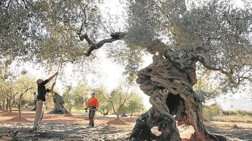 Ciudadanos pide reconocimiento y protección para los Olivos milenarios