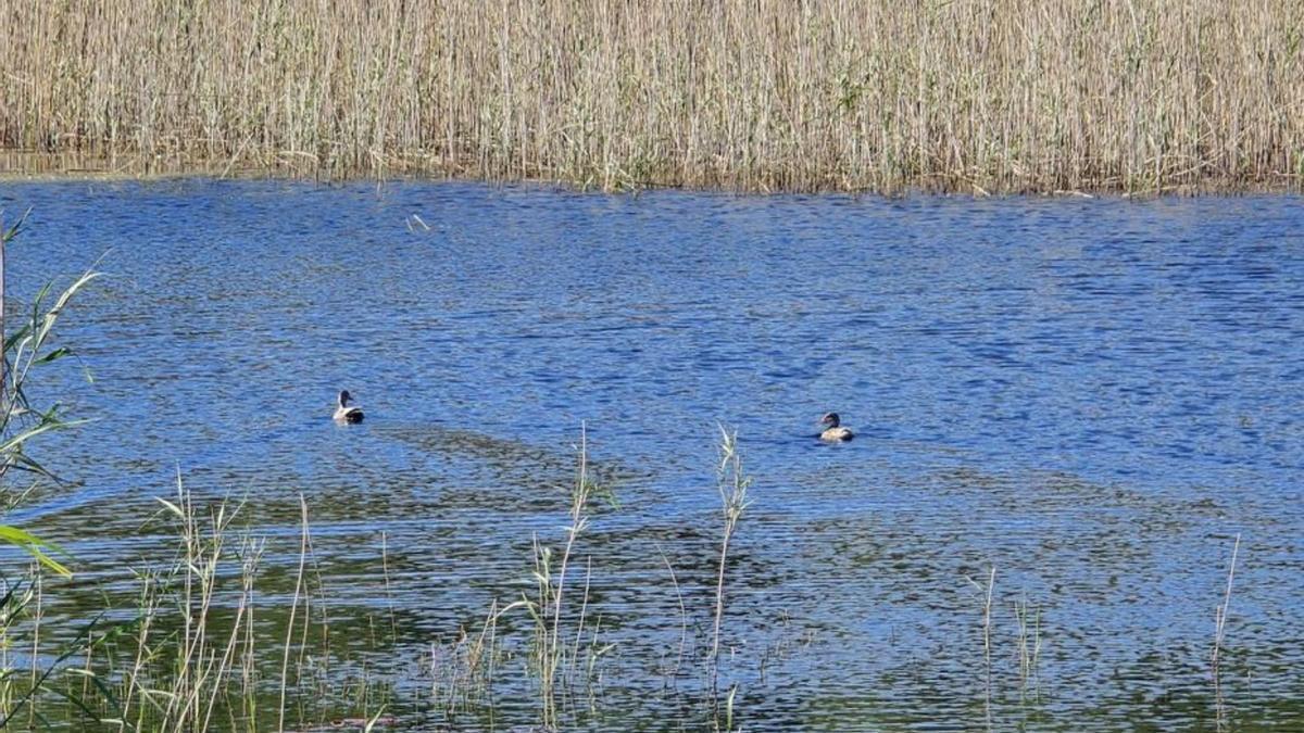 Fochas en la laguna Bodeira.