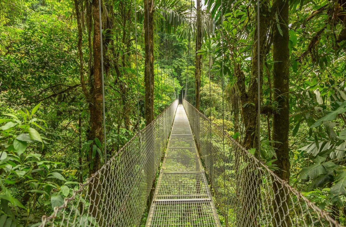 Los puentes colgantes que atraviesan Monteverde