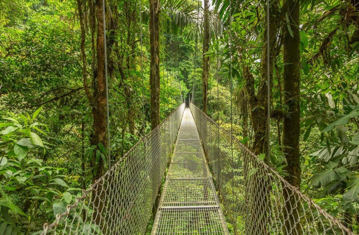 Puentes colgantes que atraviesan Monteverde, Costa Rica