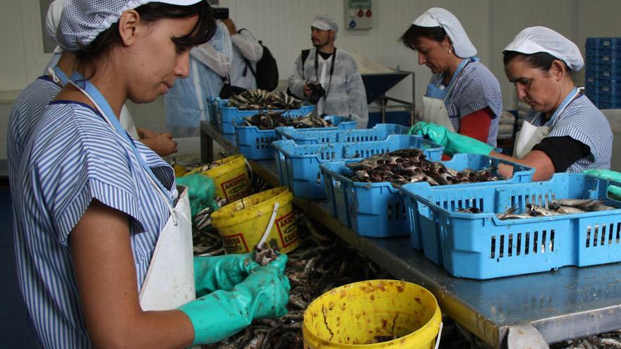 Perilla la pesca de l&#039;anxova a la Costa Brava