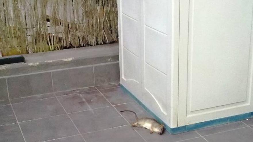 El barrio denuncia la proliferación de ratas en trasteros y terrazas