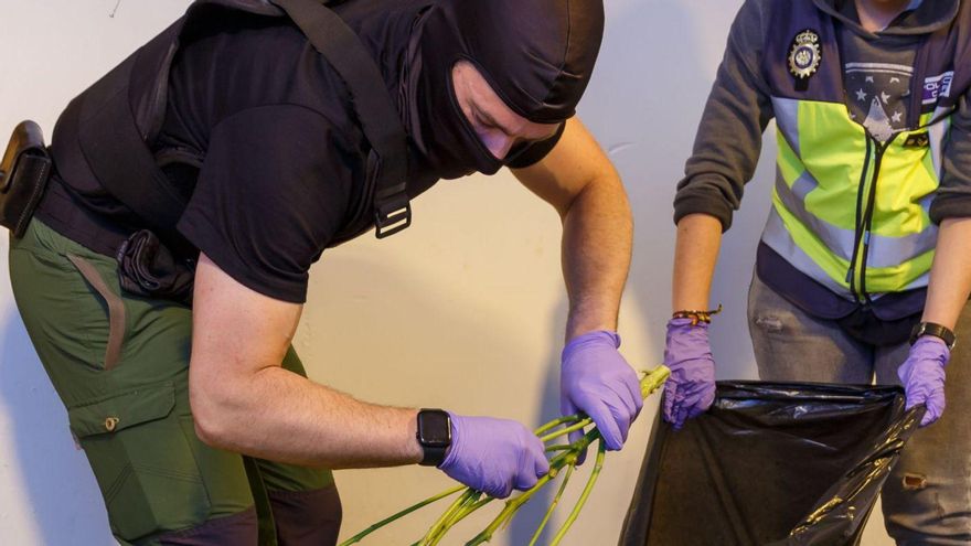 Auge de los cultivos  ‘indoor’ de marihuana en la Región de Murcia