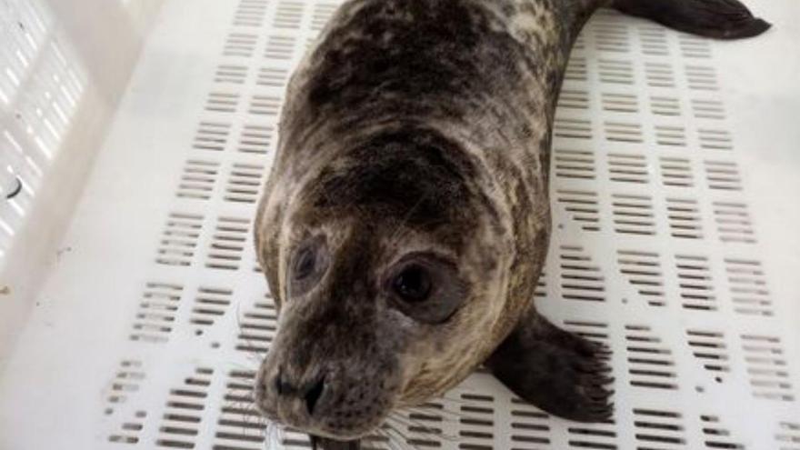 La pequeña foca Maxibar vuelve al mar tras curarse en Nigrán