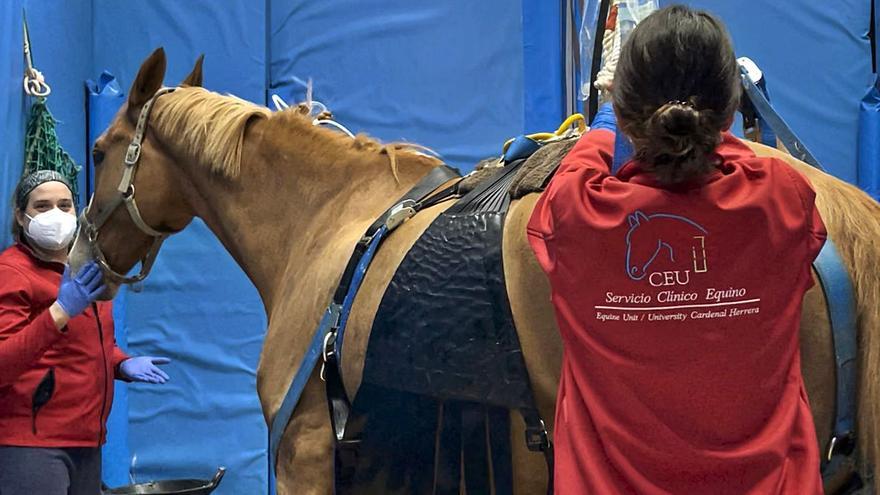 Agricultura suspenderá la movilidad de caballos en ferias y certámenes