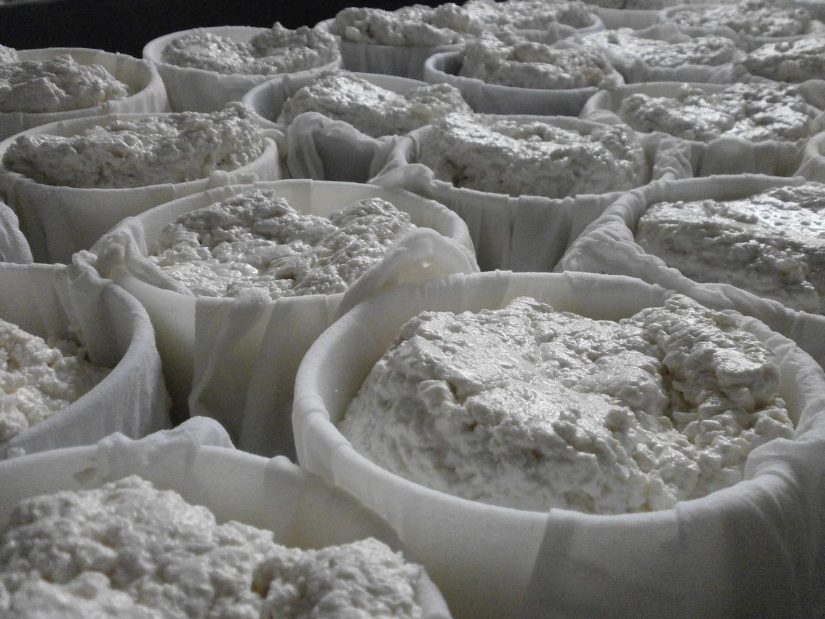 Proceso de elaboración del Queso de Acehúche.