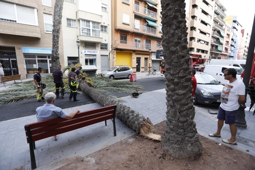 Una palmera se desploma en el Cabanyal