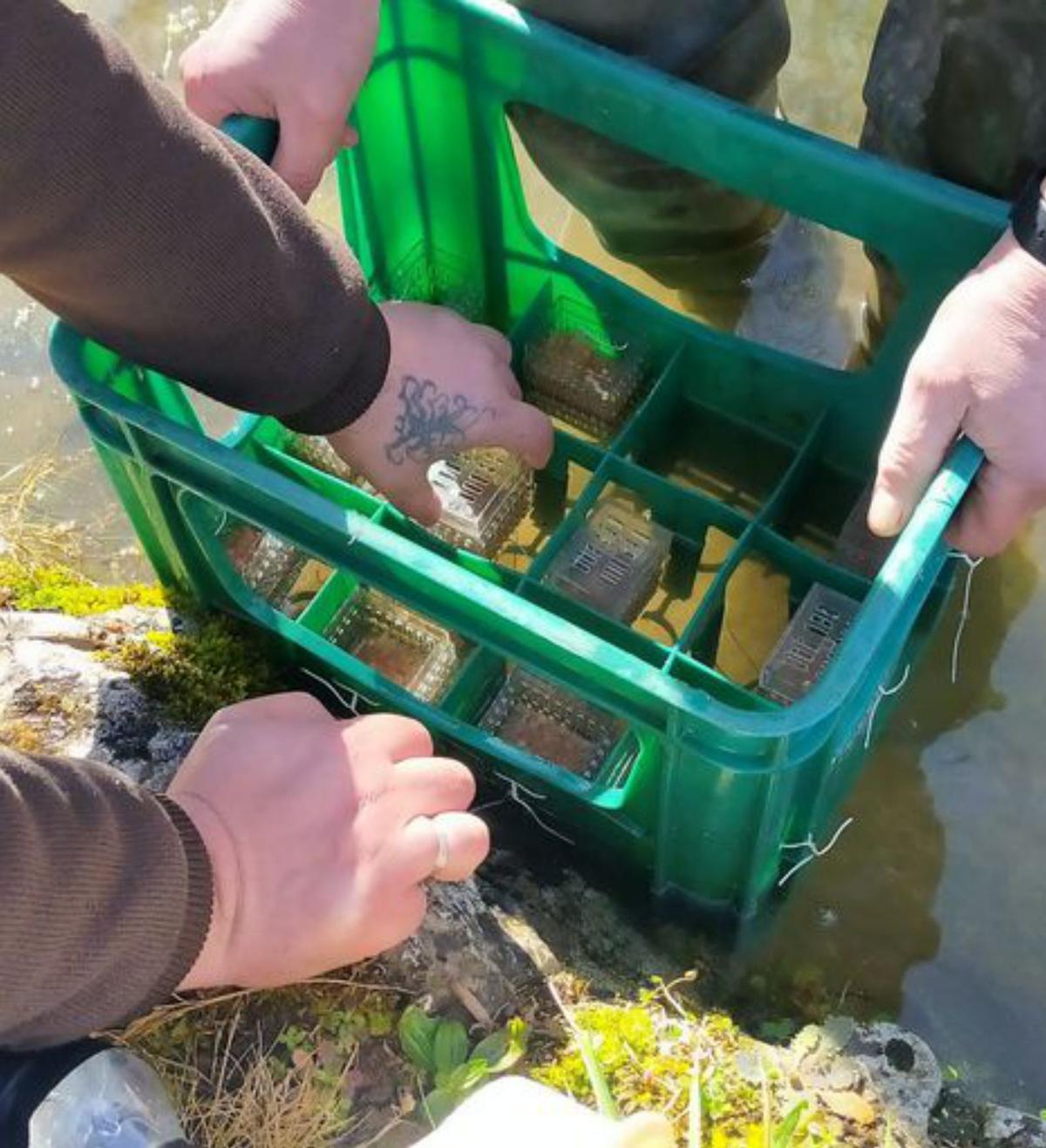 Los pescadores introducen en Asturias la repoblación de trucha con &quot;incubadoras&quot;