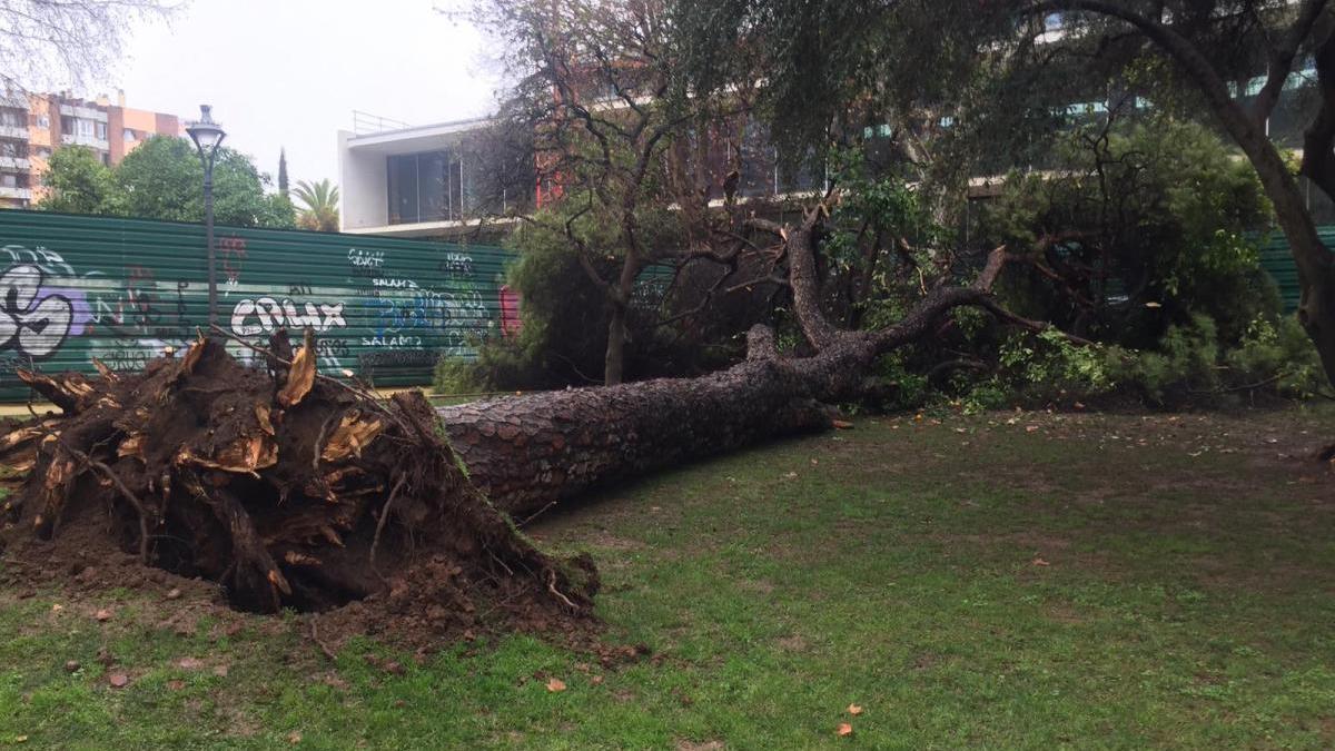 Un árbol de gran tamaño se cae en los jardines de la Agricultura