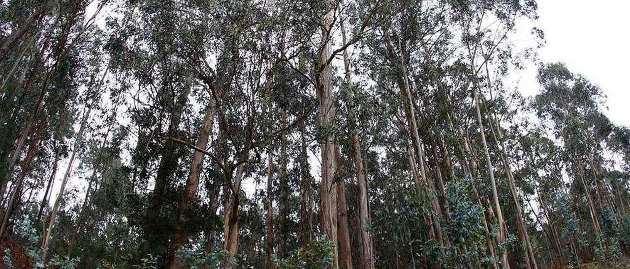 Bosque de eucaliptos, en Coruxo (Vigo). // Marta G.Brea