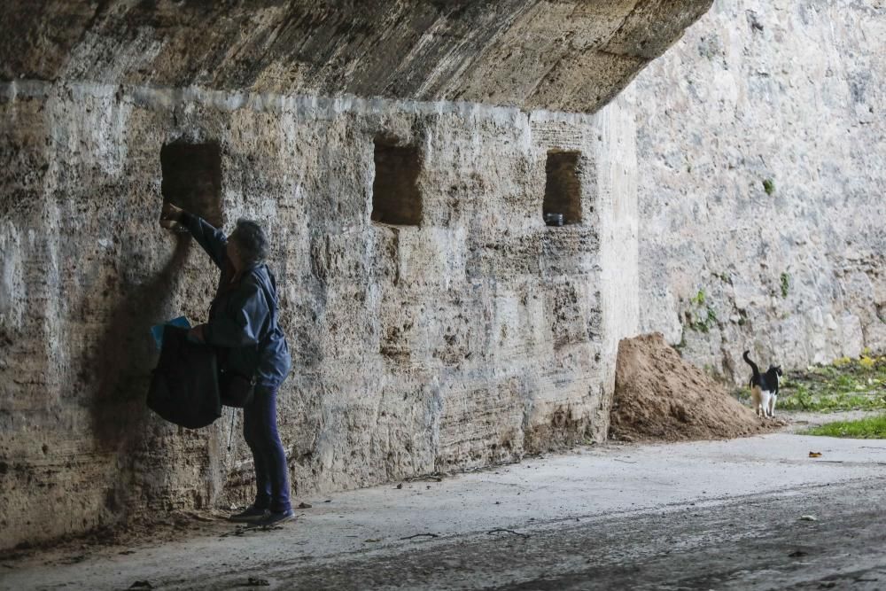 Colonia de gatos bajo el puente del Real de València