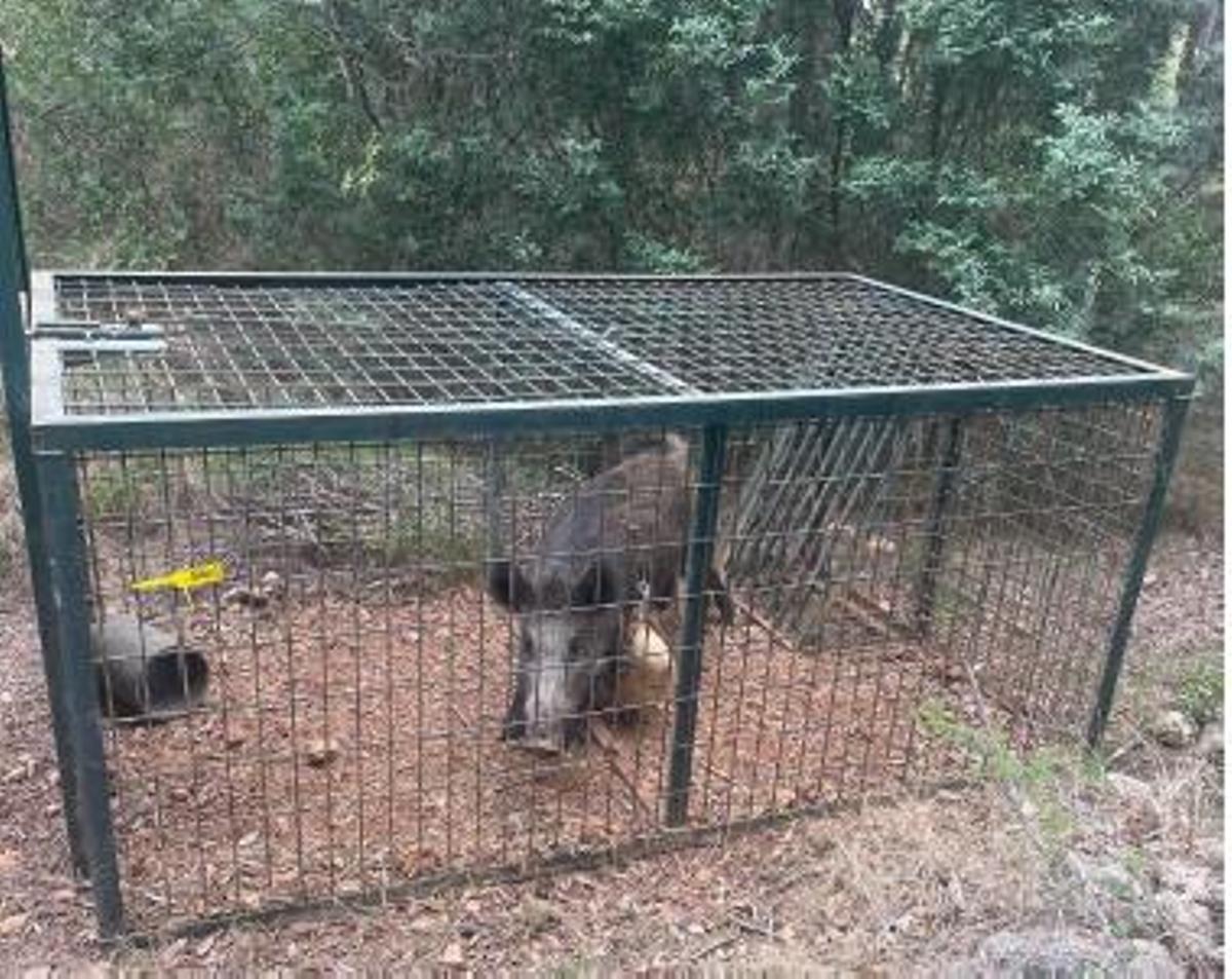 Foto de otor jabalí capturado.