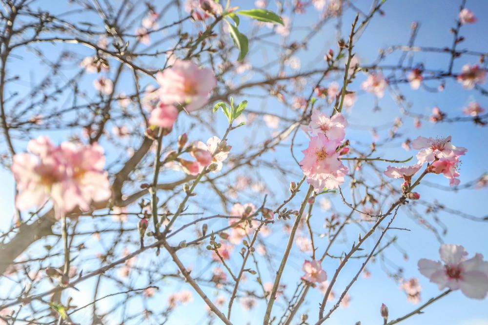 En algunos bancales de secano de la Vega Baja los almendros ya están en flor Es habitual para el caso de la comarca y más este año con lluvia y temperaturas moderadas de los últimos dos meses.