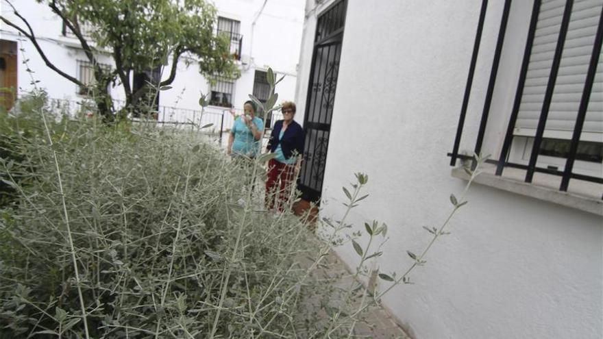 &quot;Los setos llegan hasta mi ventana, soy alérgica y llenan la calle de bichos&quot;