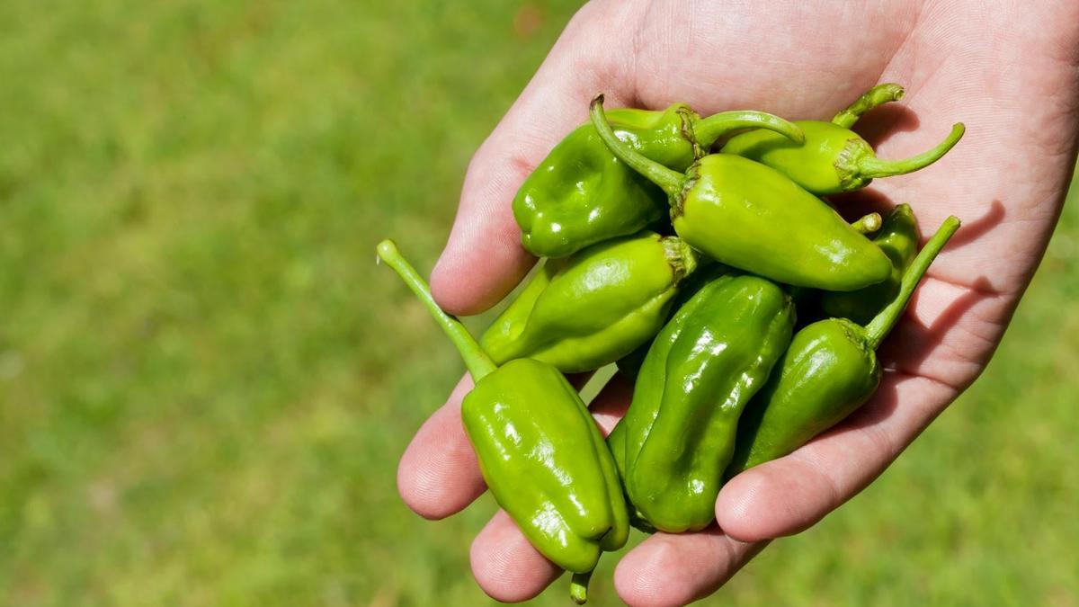 5 joyas con Denominación de Origen