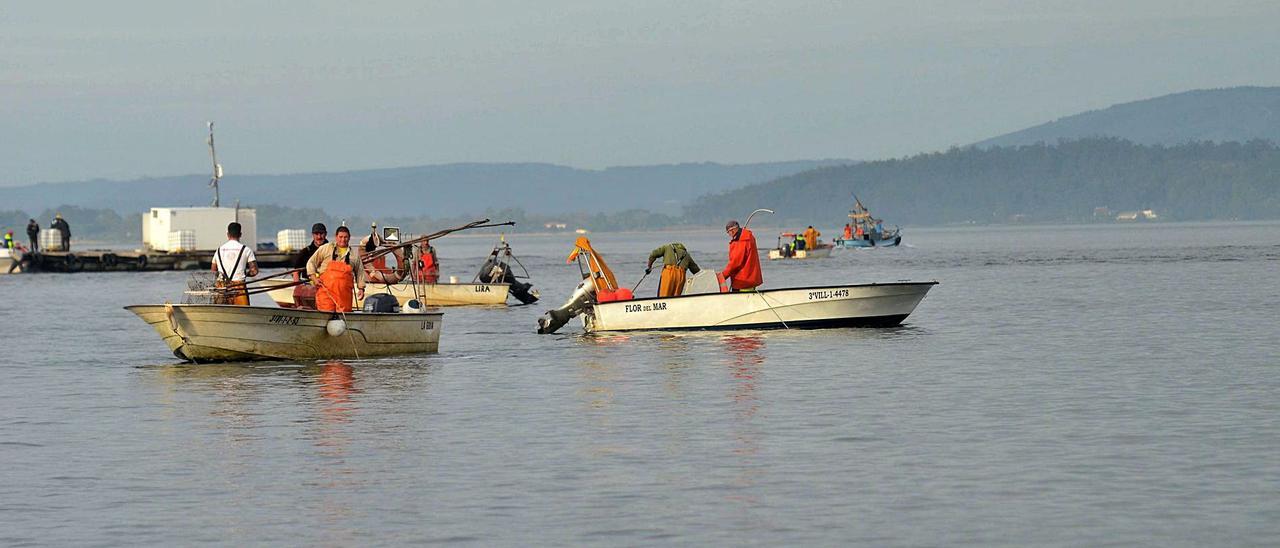 Un grupo de embarcaciones trabajando en la zona de Os Lombos do Ulla. |   // NOÉ PARGA