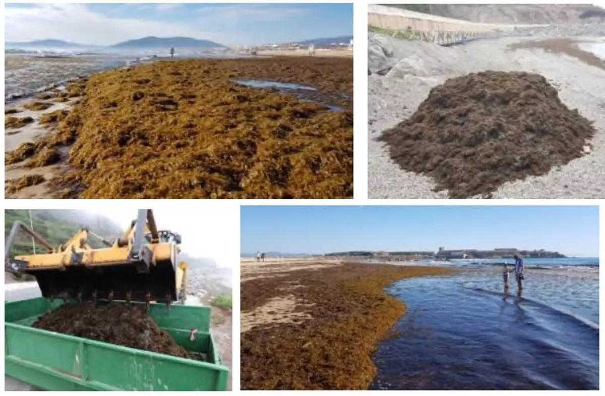 imágenes del alga invasora en España