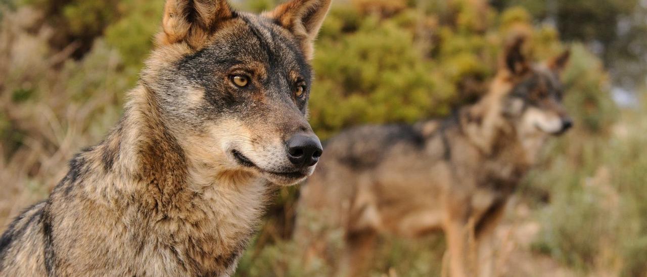 Bailando con lobos en Zamora